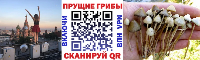 Псилоцибиновые грибы MAGIC MUSHROOMS  Купить где  Гаврилов-Ям 